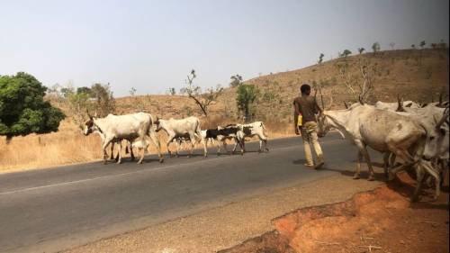 Northern Youths Supports Southern Governors’ Ban On Open Grazing, Says It’s Threat To The North